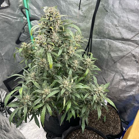 Double Grape X Strawberry nuggets growlog timeline photo