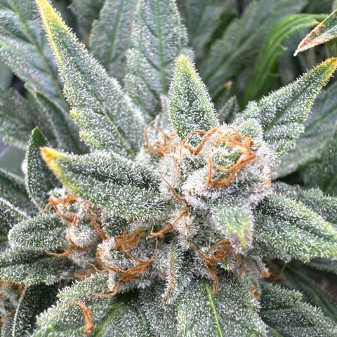 Double Grape X Strawberry nuggets growlog timeline photo