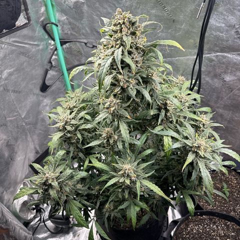 Double Grape X Strawberry nuggets growlog timeline photo