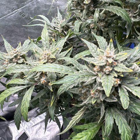 Double Grape X Strawberry nuggets growlog timeline photo