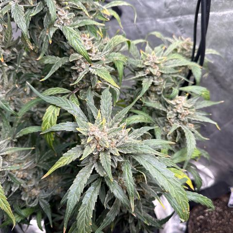 Double Grape X Strawberry nuggets growlog timeline photo
