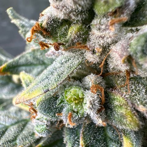 Double Grape X Strawberry nuggets growlog timeline photo