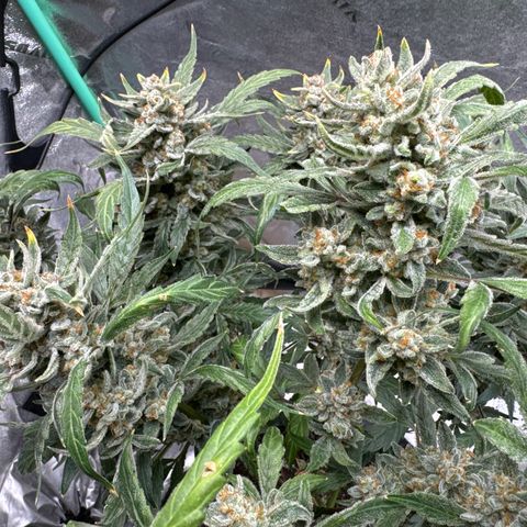 Double Grape X Strawberry nuggets growlog timeline photo