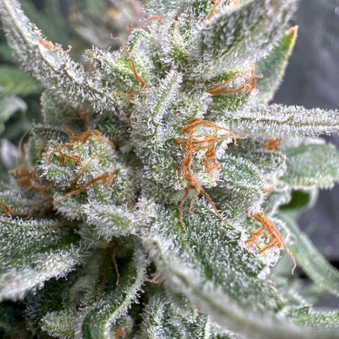 Double Grape X Strawberry nuggets growlog timeline photo