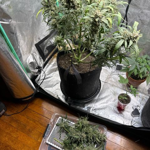 Double Grape X Strawberry nuggets growlog timeline photo