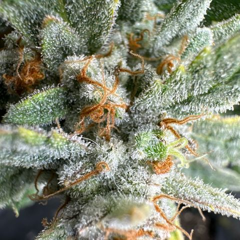 Double Grape X Strawberry nuggets growlog timeline photo