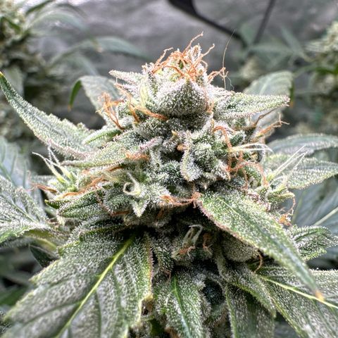 SODK x Sundae Thumper growlog timeline photo