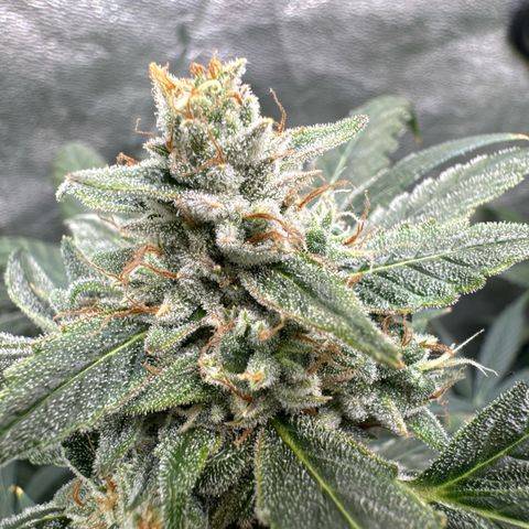 SODK x Sundae Thumper growlog timeline photo