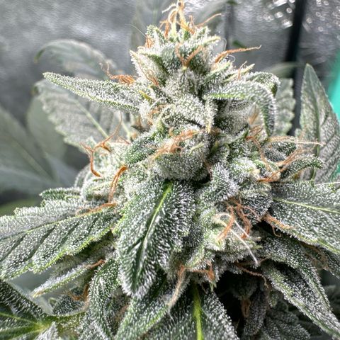 SODK x Sundae Thumper growlog timeline photo