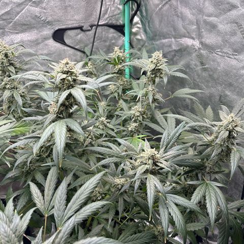 SODK x Sundae Thumper growlog timeline photo