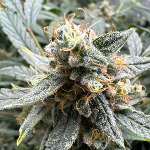 Double Grape growlog timeline photo