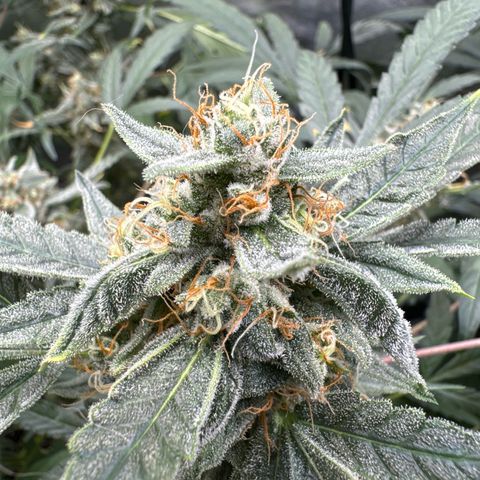 Double Grape growlog timeline photo
