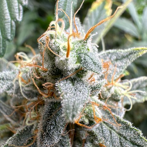 Double Grape growlog timeline photo
