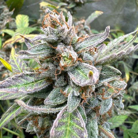 Double Grape growlog timeline photo