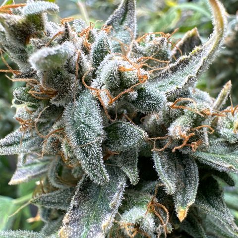 Double Grape growlog timeline photo
