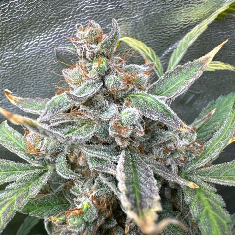 Double Grape growlog timeline photo