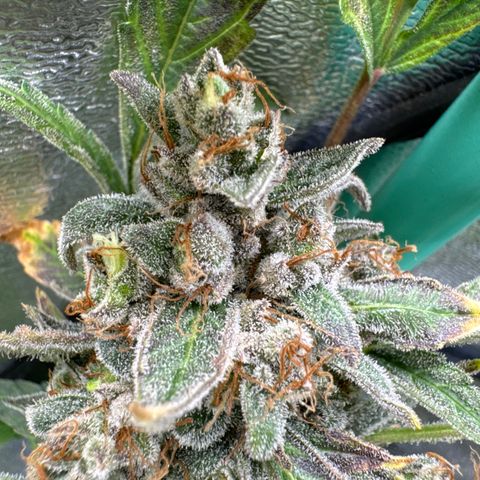 Double Grape growlog timeline photo