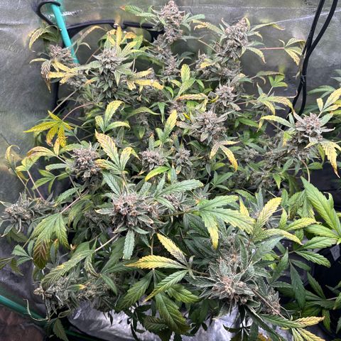 Double Grape growlog timeline photo
