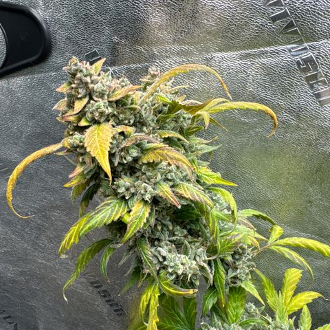 SODK x Sundae Thumper growlog timeline photo