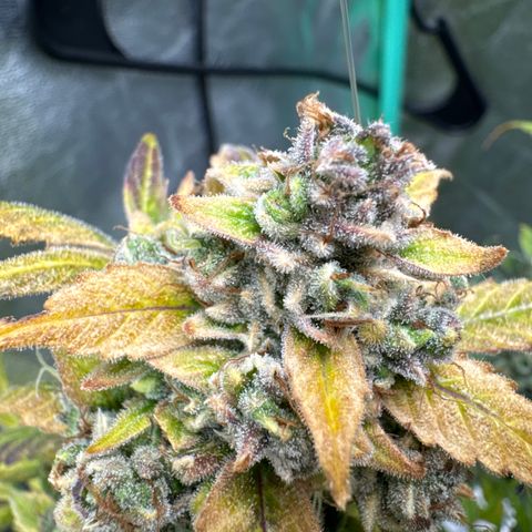 SODK x Sundae Thumper growlog timeline photo