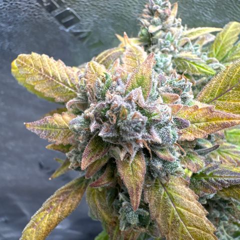 SODK x Sundae Thumper growlog timeline photo