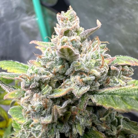 SODK x Sundae Thumper growlog timeline photo