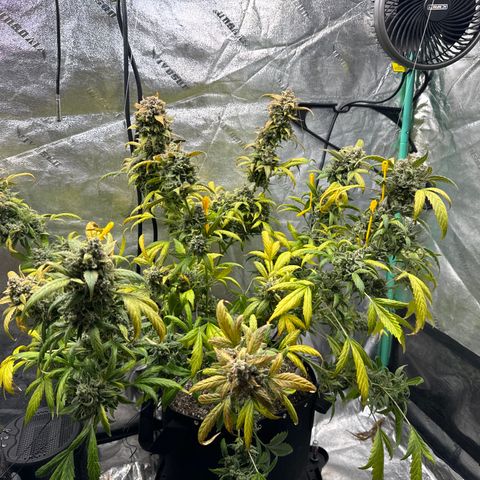 SODK x Sundae Thumper growlog timeline photo
