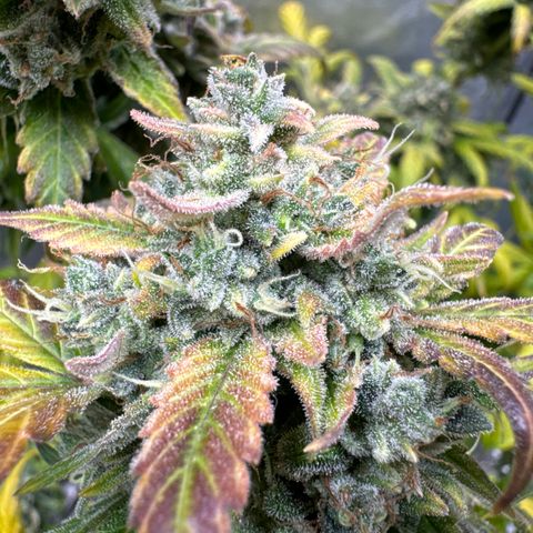 SODK x Sundae Thumper growlog timeline photo