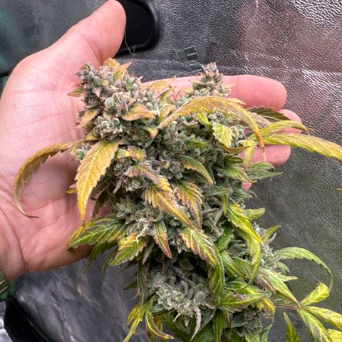 SODK x Sundae Thumper growlog timeline photo