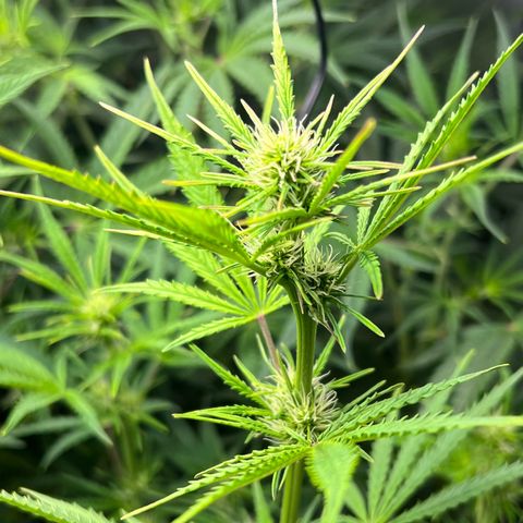 Runtz hybride auto growlog timeline photo