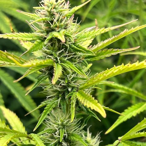 Runtz hybride auto growlog photo: Lumière SE 3000