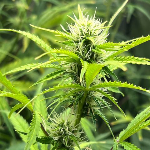 Runtz hybride auto growlog photo: Lumière SE 3000