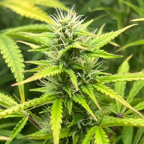 Runtz hybride auto growlog photo: Lumière SE 3000