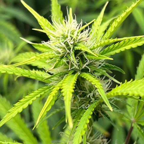 Runtz hybride auto growlog photo: Lumière SE 3000