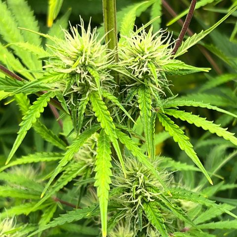 Runtz hybride auto growlog photo: Lumière SE 3000