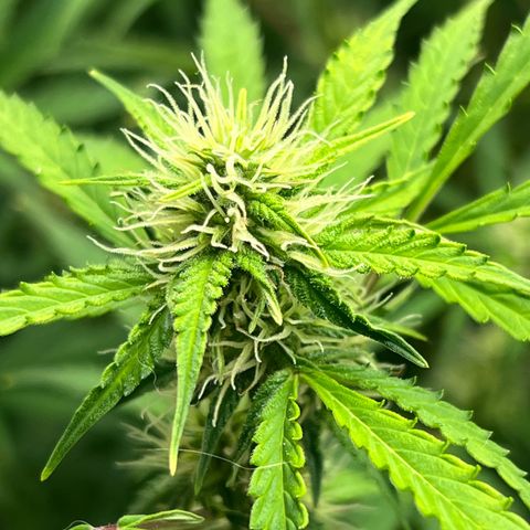 Runtz hybride auto growlog photo: Lumière SE 3000
