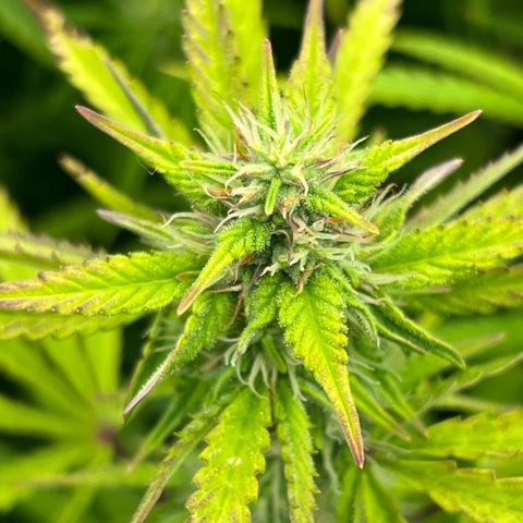 Runtz hybride auto growlog photo: Lumière SE 3000