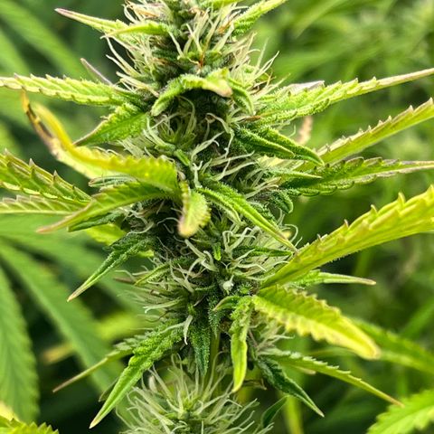 Runtz hybride auto growlog photo: Lumière SE 3000