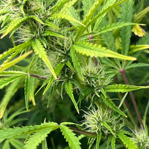 Runtz hybride auto growlog photo: Lumière SE 3000