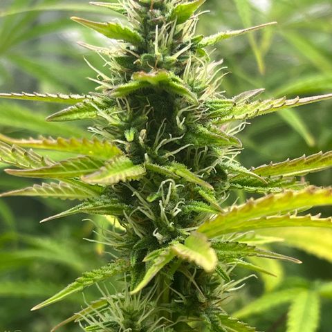 Runtz hybride auto growlog photo: Lumière SE 3000