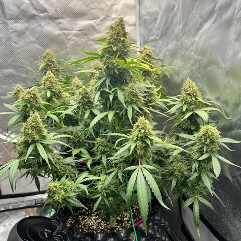 Mimosa Cake growlog photo