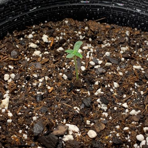 Dosidos  growlog timeline photo