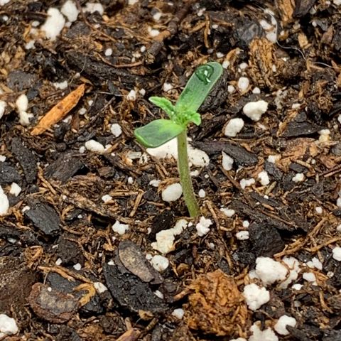 Dosidos  growlog timeline photo