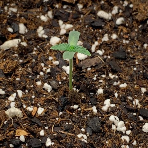Dosidos  growlog timeline photo