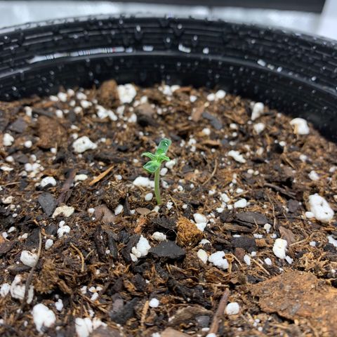 Dosidos  growlog timeline photo