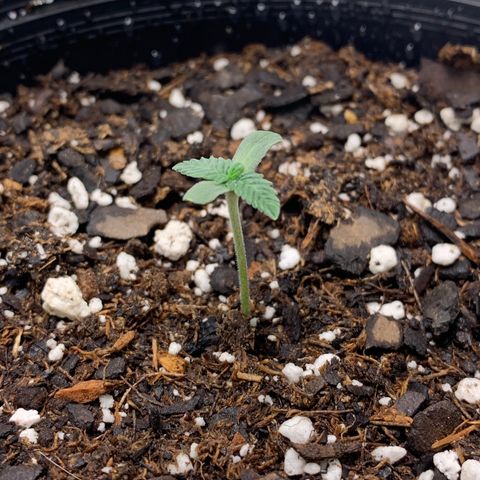 Dosidos  growlog timeline photo