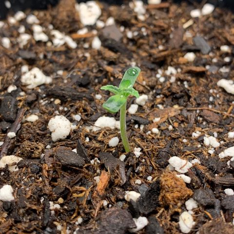 Dosidos  growlog timeline photo