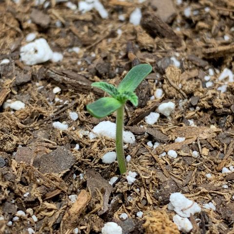 Dosidos  growlog timeline photo