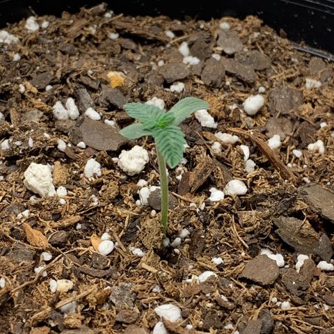 Dosidos  growlog timeline photo