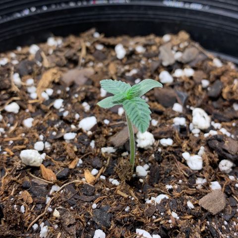 Dosidos  growlog timeline photo